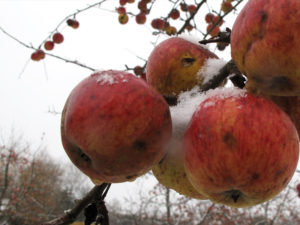 Apfel im Januar