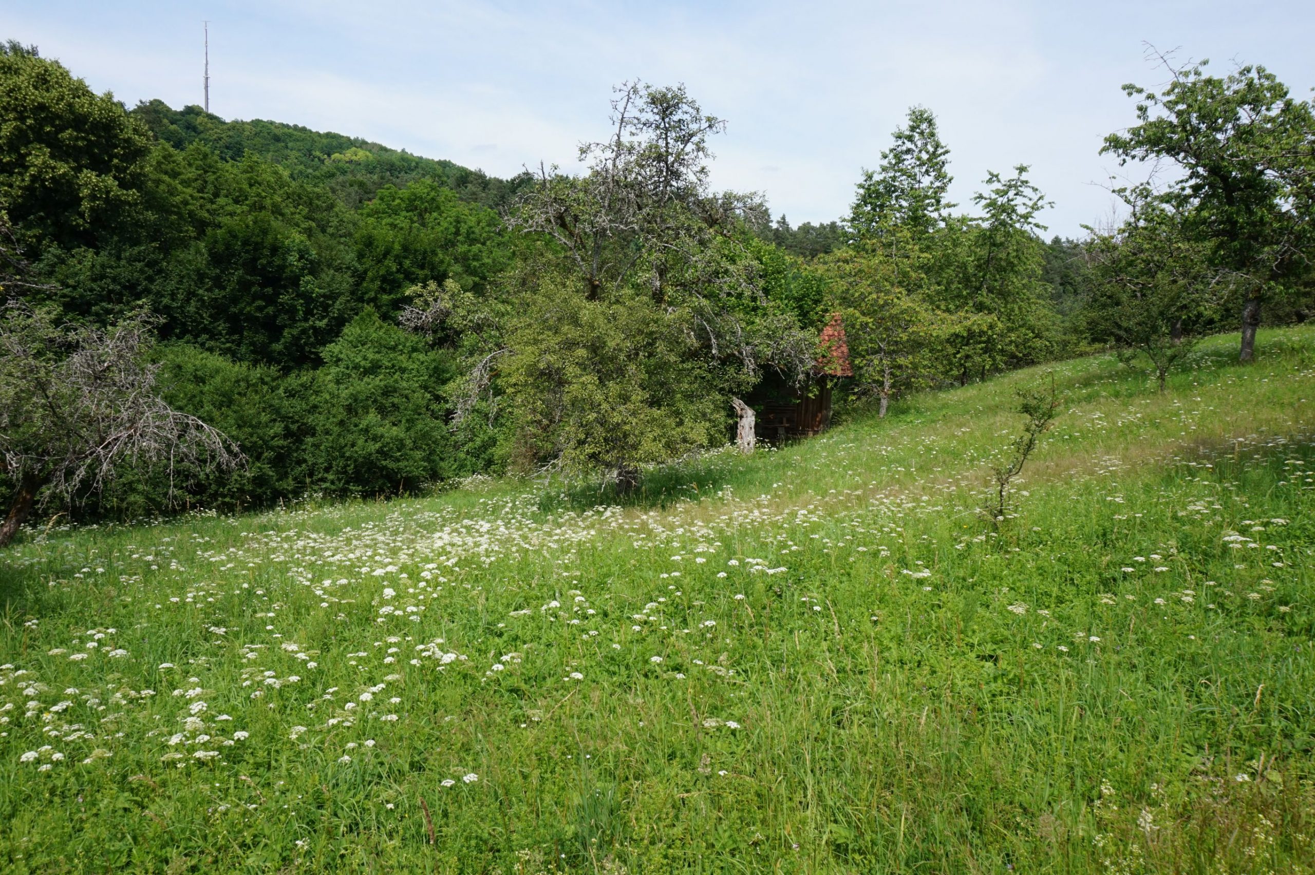 Grenztal - SoLaWi Wiese